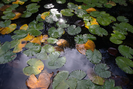 leaves of water lilies on the water surfaceの写真素材