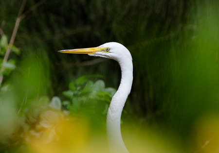 Portrait of a great white heron among the vegetationの写真素材