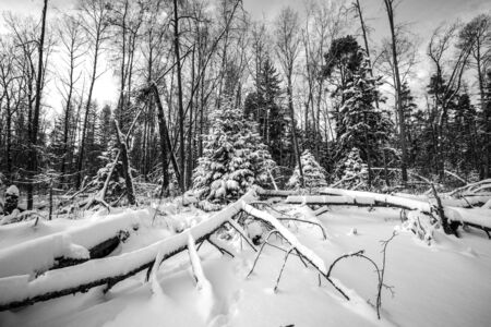 winter forest covered with snow. tintedの写真素材