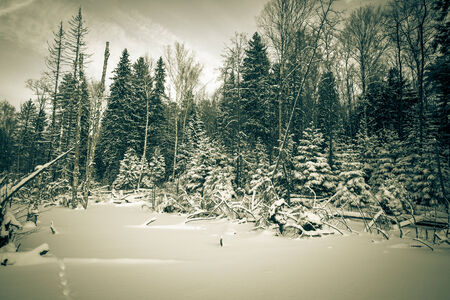winter forest covered with snow. tintedの写真素材