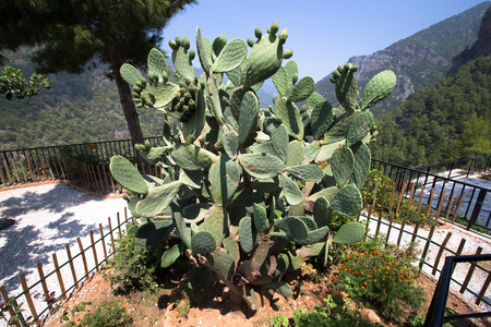 Huge cactus surrounded by mountains.の写真素材