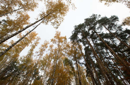 The tops of the  trees against of the skyの写真素材