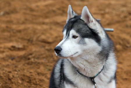 Husky portraitの写真素材