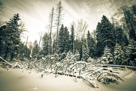 winter forest covered with snow. tintedの写真素材