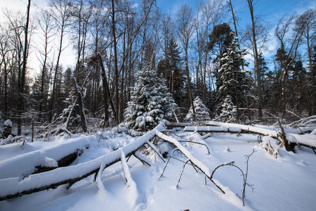 winter forest covered with snow. tintedの写真素材