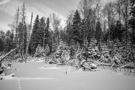 winter forest covered with snow. tintedの写真素材