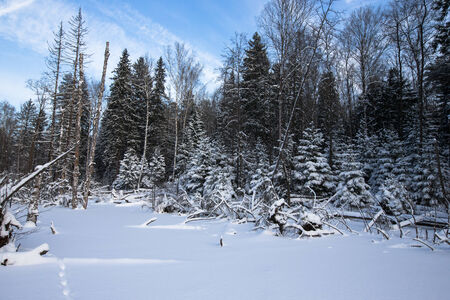 winter forest covered with snow.の写真素材