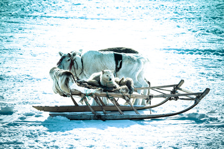 The dog in the sled and reindeer on snow background. Toned.の写真素材