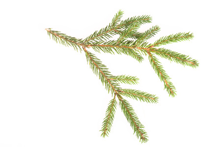 spruce branch on a white backgroundの写真素材