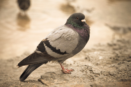 Dove on a stone near the water. Toned.の写真素材