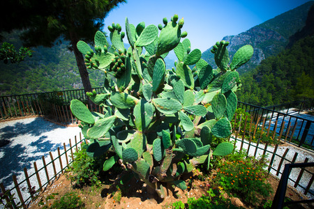 Huge cactus surrounded by mountains.の写真素材