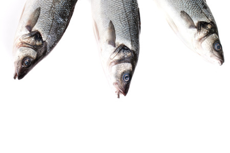 Three seabass fishes on a white background.の写真素材