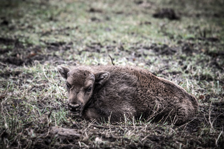 Bison calf lying on the grass. Tintedの写真素材