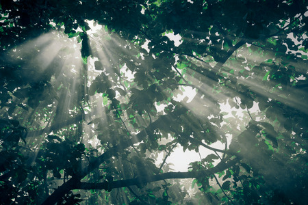 the sun's rays passing through the pear and lighting plot. tintedの写真素材