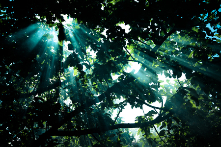 the sun's rays passing through the pear and lighting plot. tintedの写真素材