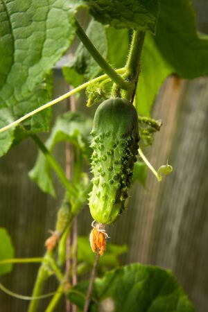 small cucumber on the lash in a greenhouse on a farmの写真素材