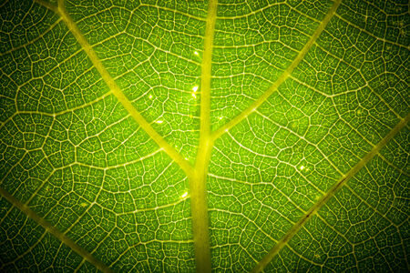 Texture leaf on clearance. tintedの写真素材