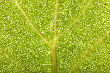 Texture leaf on clearance. tintedの写真素材