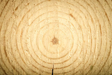 Cracked heartwood. Pine. tintedの写真素材