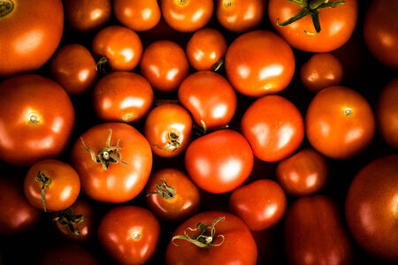 background of red tomatoesの写真素材