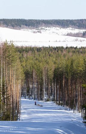 Race on dogs on the track in the winter forest.の写真素材