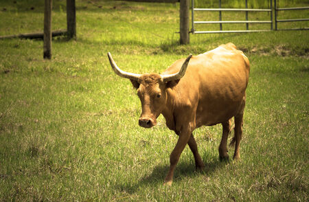 Cow on meadow with green grass. Toned.の写真素材