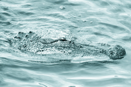 Portrait american alligator in tropical lakeの写真素材