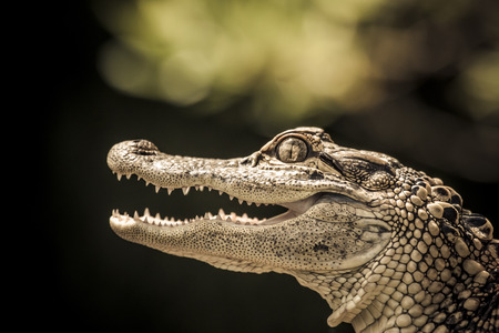 Portrait of a young alligatorの写真素材