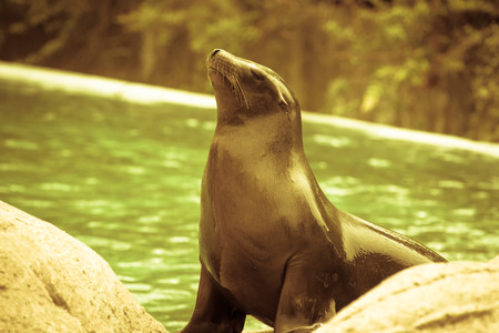 Proud fur seal near the pool at the zoo.の写真素材