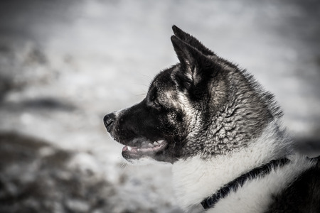 Profile Husky puppy. Winter.の写真素材