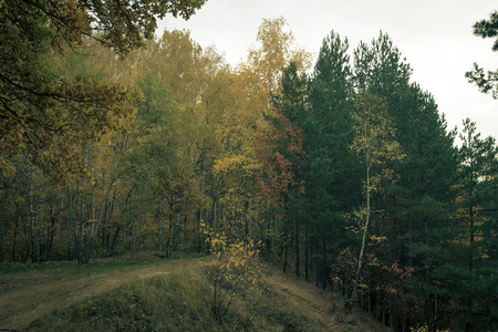Road in the autumn forest. Landscape. Toned.の写真素材