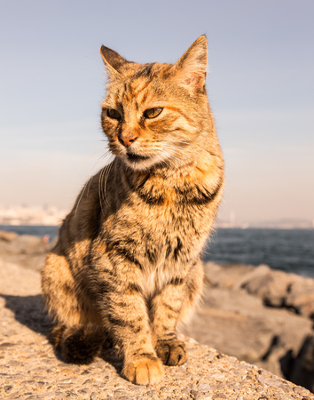 Homeless cat on the granit waterfront in Istanbul. Toned.の写真素材