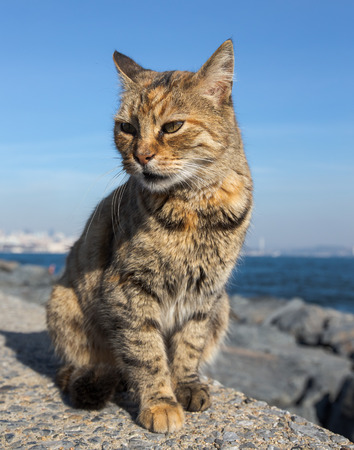 Homeless cat on the granit waterfront in Istanbul.の写真素材