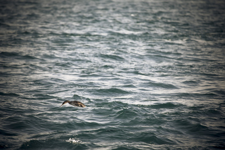 Cormorant is diving in choppy water. Shallow depth of field. Toned.の写真素材