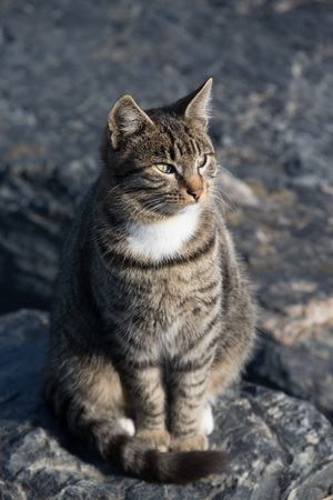 Homeless cat on the granit waterfront in Istanbul.の写真素材
