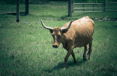 Cow on meadow with green grass. Toned.の写真素材