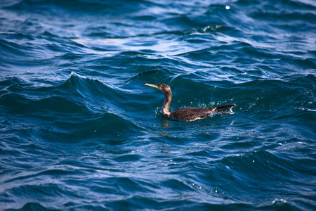 Cormorant is diving in choppy water. Shallow depth of field.の写真素材