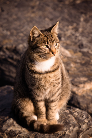 Homeless cat on the granit waterfront in Istanbul. Toned.の写真素材