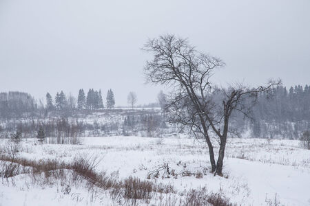 Winter snowy landscape with a lone tree.の写真素材