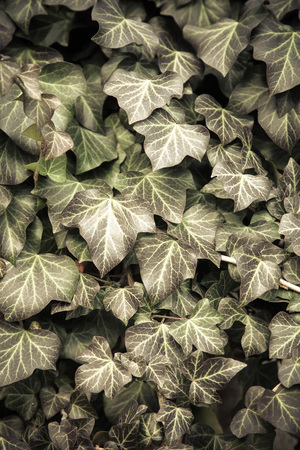 Natural background from the leaves of climbing plant. Toned.の写真素材