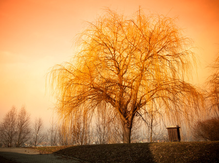 Big tree without leaves against the clear blue sky. Autumn landscape. Toned.の写真素材