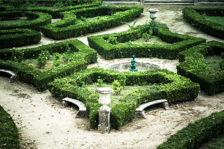 The composition of the curly trimmed bushes in the old park. Toned.の写真素材