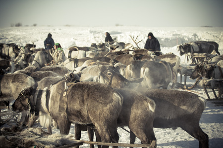 Parking sleds reindeer.の写真素材