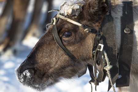 Portrait of a reindeer. Sharpness on eyesの写真素材