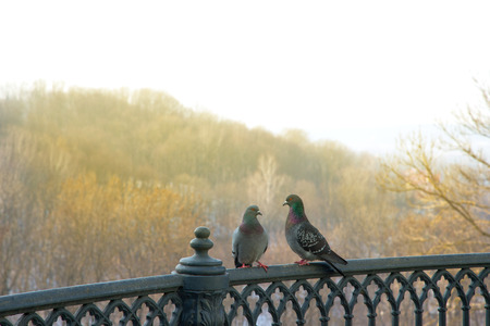 A pair of pigeons on the iron fence on the background of autumn forest.の写真素材