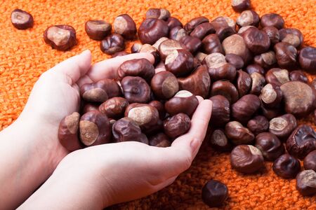 Chestnuts on a knitted orange background and in the hands.の写真素材
