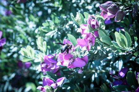 A bee collecting nectar from a flowering bush. Toned.の写真素材