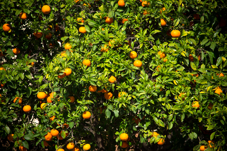 orange trees in the garden, selective focus.の写真素材