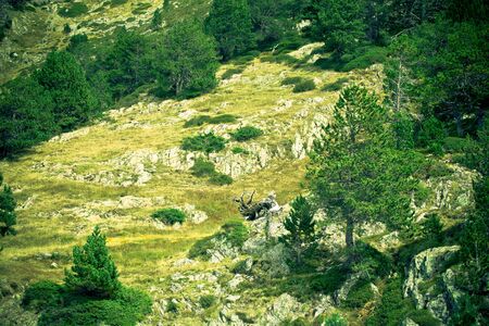 Rocky mountain slope with rare trees. Andorra. Toned.の写真素材