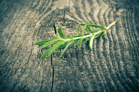 Sprig of rosemary on an old gray cracked wooden table. Background. Tinted.の写真素材